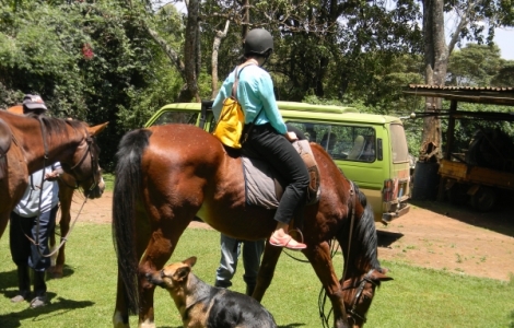 horserinding3.jpg