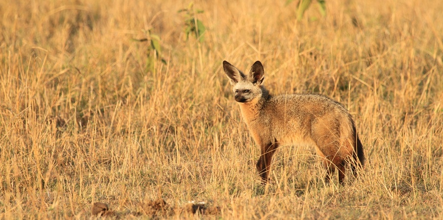 mara2.jpg