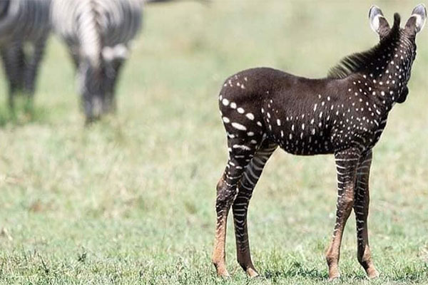 mara4.jpg