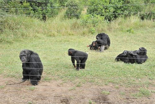 olpejeta3.jpg