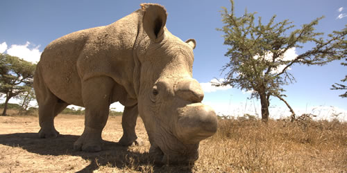 olpejeta4.jpg