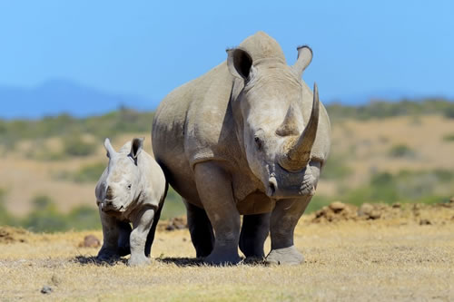 olpejeta5.jpg